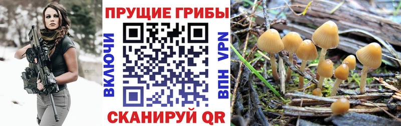 кракен зеркало  Стерлитамак  Псилоцибиновые грибы Psilocybine cubensis  где купить наркотик 